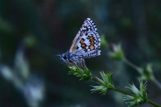 Sar� Bandl� Z�pz�p&nbsp;(Pyrgus&nbsp;sidae)