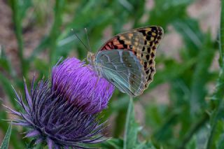 Bahadr (Argynnis pandora)