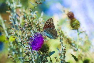 Bahad�r&nbsp;(Argynnis&nbsp;pandora)