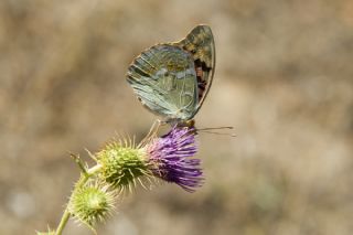 Bahadr (Argynnis pandora)