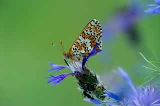 parhan (Melitaea cinxia)