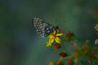 Amannisa (Melitaea athalia)