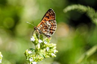 Amannisa (Melitaea athalia)