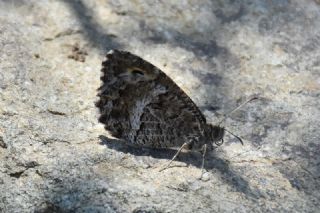 Seyit (Arethusana arethusa)
