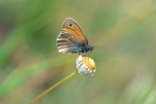 Kk Zpzp Perisi (Coenonympha pamphilus)