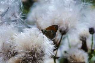 Kk Zpzp Perisi (Coenonympha pamphilus)