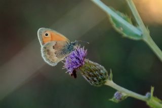 K���k Z�pz�p Perisi&nbsp;(Coenonympha&nbsp;pamphilus)