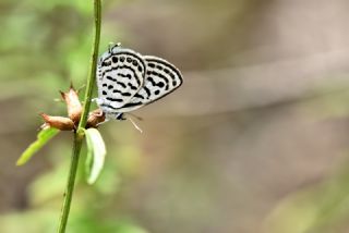 Balkan Kaplan (Tarucus balkanicus)