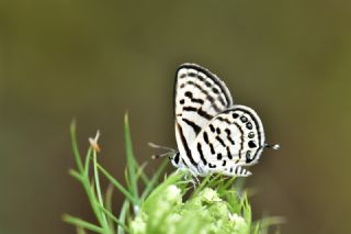 Balkan Kaplan (Tarucus balkanicus)