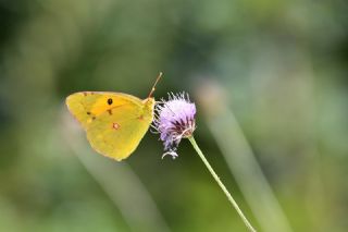 Sar Azamet (Colias croceus)