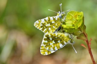 Da Oykls (Euchloe ausonia)