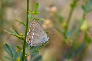 Gzel Sevbeni (Satyrium spini)