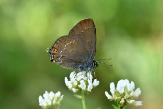 Byk Sevbeni (Satyrium ilicis)