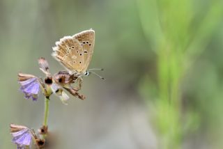 okgzl Dafnis (Polyommatus daphnis)