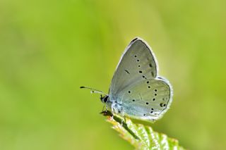 Fransz Everesi (Cupido alcetas)