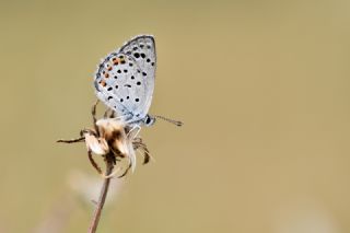 Himalaya Mavisi (Pseudophilotes vicrama)