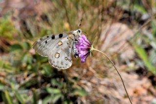 Apollo (Parnassius apollo)