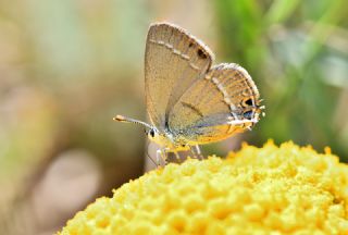 Sevbeni (Satyrium abdominalis)