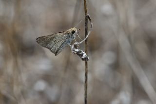 Cce Zpzp (Gegenes pumilio)