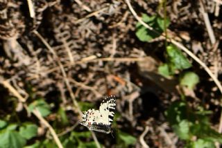 Kafkas Fistosu (Zerynthia caucasica)