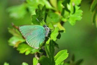 Zmrt (Callophrys rubi)