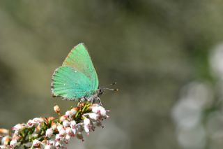 Zmrt (Callophrys rubi)