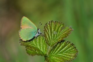 Zmrt (Callophrys rubi)