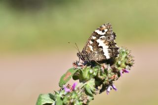 Kara Murat (Brintesia  circe)