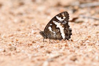 Kara Murat (Brintesia  circe)