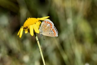 okgzl Meneke Mavisi (Polyommatus thersites)