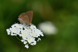 Minik Sevbeni (Satyrium acaciae)