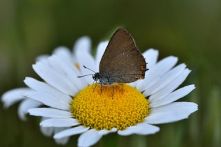 Minik Sevbeni (Satyrium acaciae)