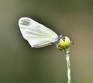 Doulu Narin Orman Beyaz (Leptidea duponcheli)
