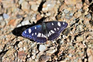 Akdeniz Hanmeli Kelebei (Limenitis reducta)