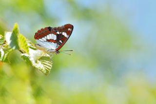 Akdeniz Hanmeli Kelebei (Limenitis reducta)