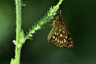 Beyaz Benekli Zpzp (Heteropterus morpheus)