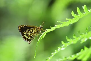 Beyaz Benekli Zpzp (Heteropterus morpheus)