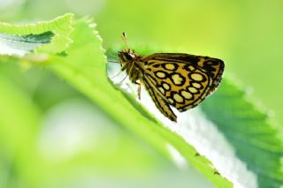 Beyaz Benekli Zpzp (Heteropterus morpheus)