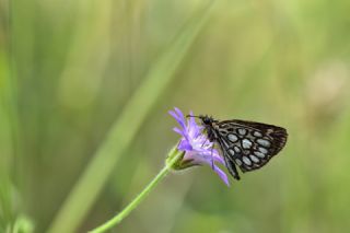 Beyaz Benekli Zpzp (Heteropterus morpheus)