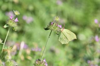 Orakkanat (Gonepteryx rhamni)
