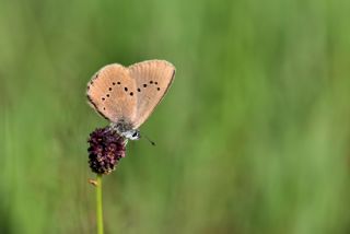 Esmer Korubeni (Phengaris nausithous)