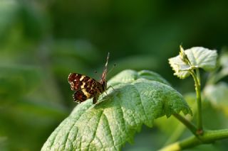 Isrgan Kelebei (Araschnia levana)