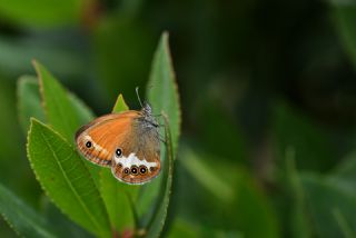 Funda Zpzp Perisi (Coenonympha arcania)