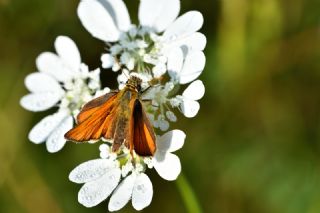 Sar Antenli Zpzp (Thymelicus sylvestris)