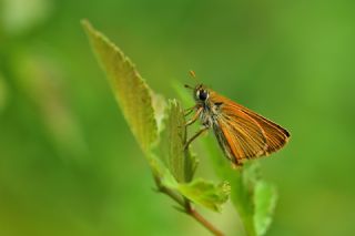 Sar Antenli Zpzp (Thymelicus sylvestris)