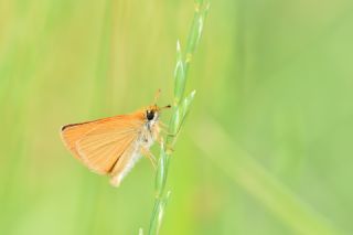 Sar Antenli Zpzp (Thymelicus sylvestris)