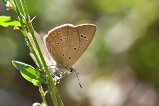 Anormal okgzl (Polyommatus admetus)