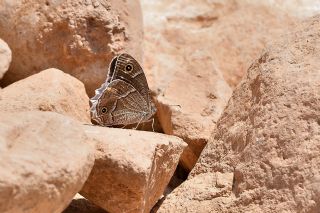 Beyaz Bandl Karamelek (Hipparchia parisatis)