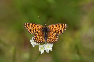 Benekli Byk parhan (Melitaea phoebe)