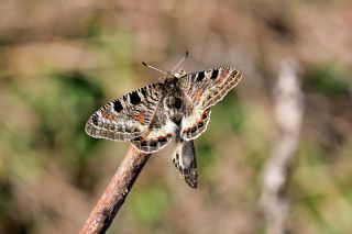 Yalanc Apollo (Archon apollinus)